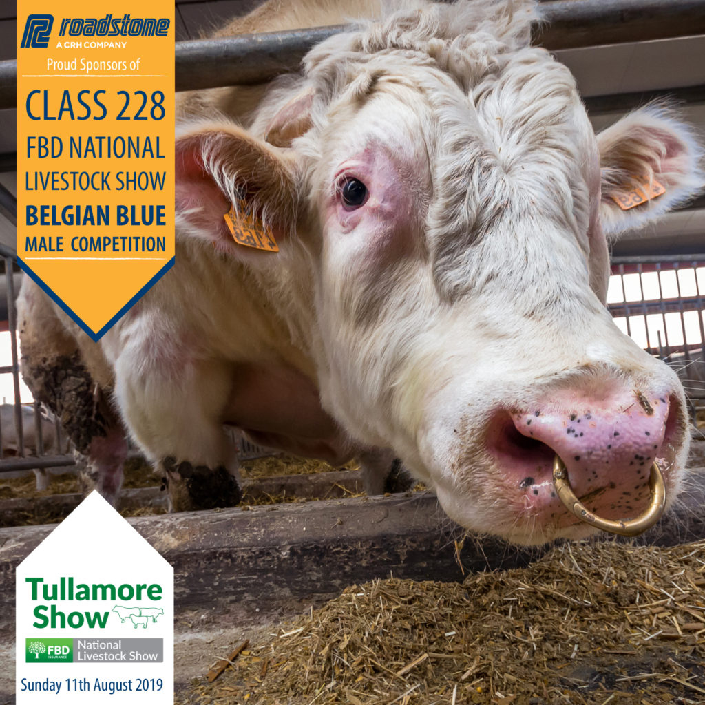 BELGIAN BLUE MALE COMPETITION