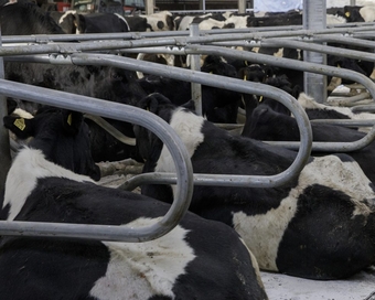 Cows in cubicles